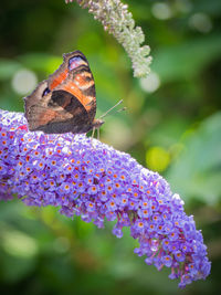 Close-up of butterfly pollinating flower