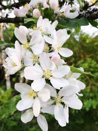 Close-up of white flowering plant