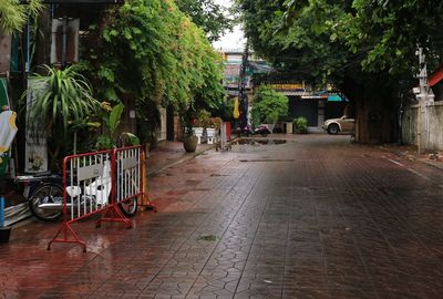 Empty footpath amidst trees in city