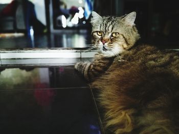 Close-up portrait of cat sitting