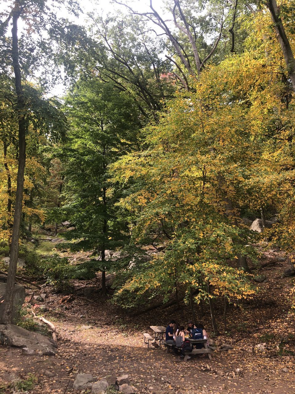 PEOPLE ON ROAD AMIDST TREES IN FOREST