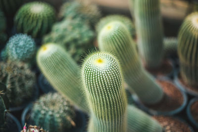 Close-up of cactus plant