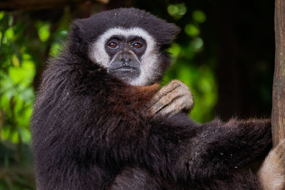 Close-up portrait of monkey on tree
