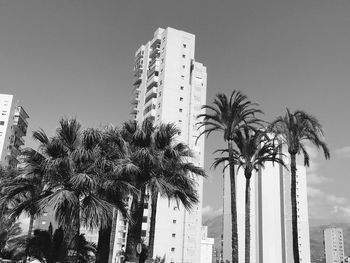 Low angle view of palm trees against sky