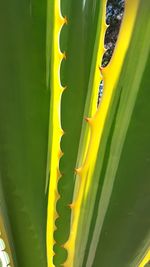 Close-up of yellow leaf