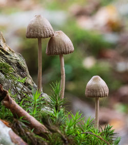 Close-up of mushrooms growing on land