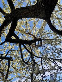 Low angle view of flowering tree against sky
