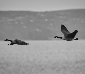 Seagulls flying over sea