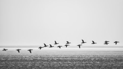 Birds flying over sea against clear sky