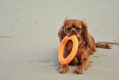 Portrait of dog on beach