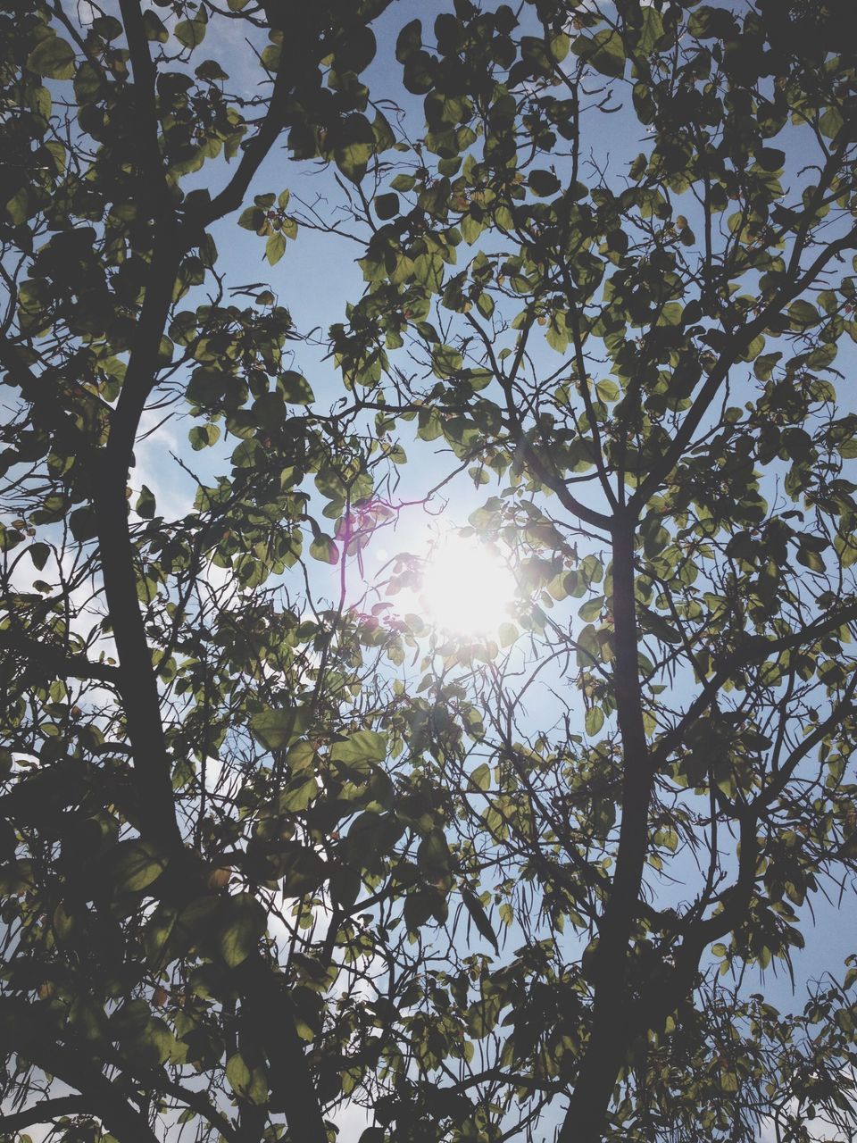 tree, sun, low angle view, branch, sunlight, sunbeam, growth, lens flare, nature, tranquility, beauty in nature, sky, scenics, sunny, day, bright, outdoors, no people, back lit, tranquil scene