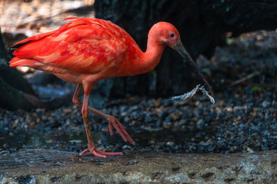 Close-up of bird