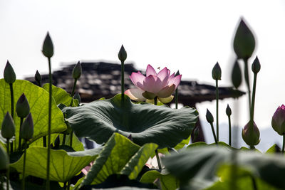 Close-up of flowers