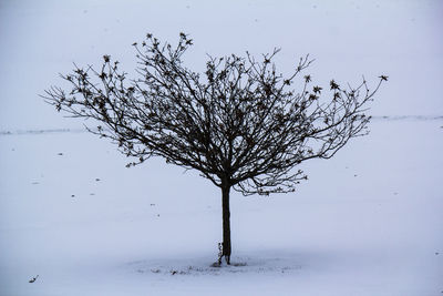 Bare tree on snow covered field against sky