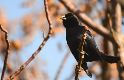 Bird perching on a branch