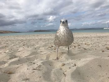 Seagull perching on sand at beach against sky