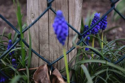 Close-up of purple crocus flowers blooming outdoors