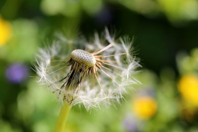 Close-up of honey bee on plant