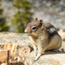 Close-up of squirrel on rock