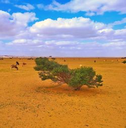 Scenic view of desert against sky