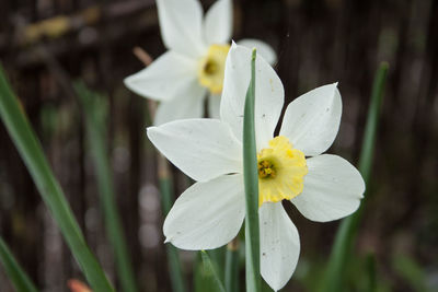 Close-up of white flowering plant