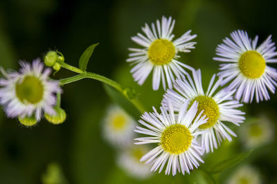 Close-up of yellow flowers blooming outdoors
