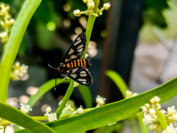 Close-up of butterfly pollinating on flower