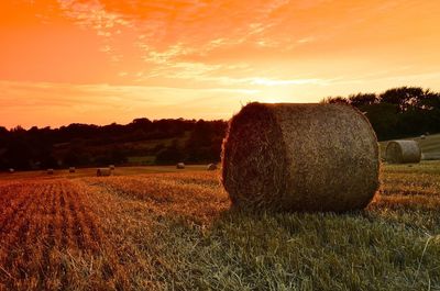 Scenic view of rural landscape