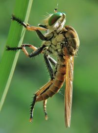 Rainbow robberfly