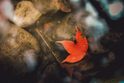 Close-up of autumn leaves on rock