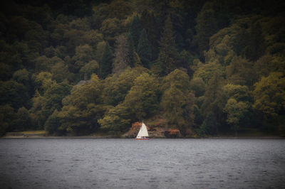 Scenic view of lake by trees in forest