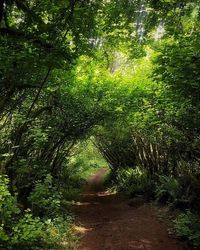 Narrow walkway in forest