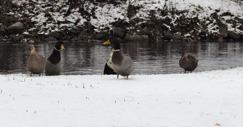 Ducks in a lake