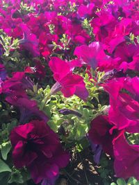 Close-up of purple flowers blooming outdoors