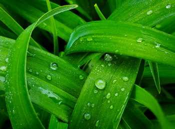 Close-up of water drops on green leaves during rainy season