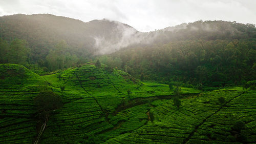 Scenic view of agricultural field