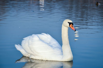 Swan swimming in lake