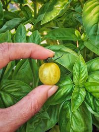 Close-up of hand holding leaf