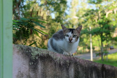Portrait of cat staring