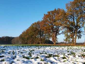 Scenic view of trees against clear sky