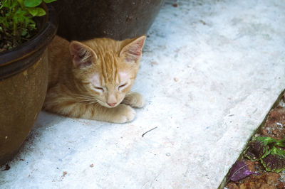 High angle view portrait of cat relaxing outdoors