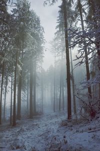 Trees in forest during winter