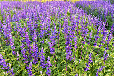 Close-up of purple lavender flowers in field