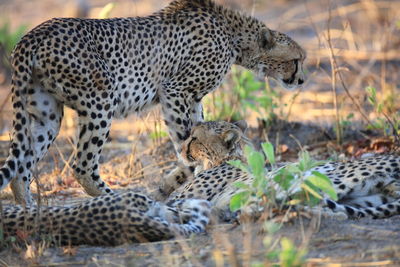 Close-up of cheetahs on field