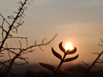 Close-up of silhouette plants against sky during sunset