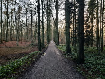 Road amidst trees in forest