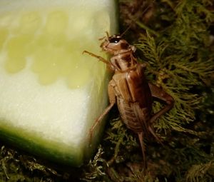 Close-up of insect