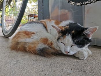 Close-up of a cat sleeping