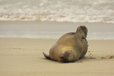 Sea lion sleeping on sand at beach