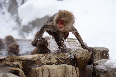 Close-up of monkey splashing water